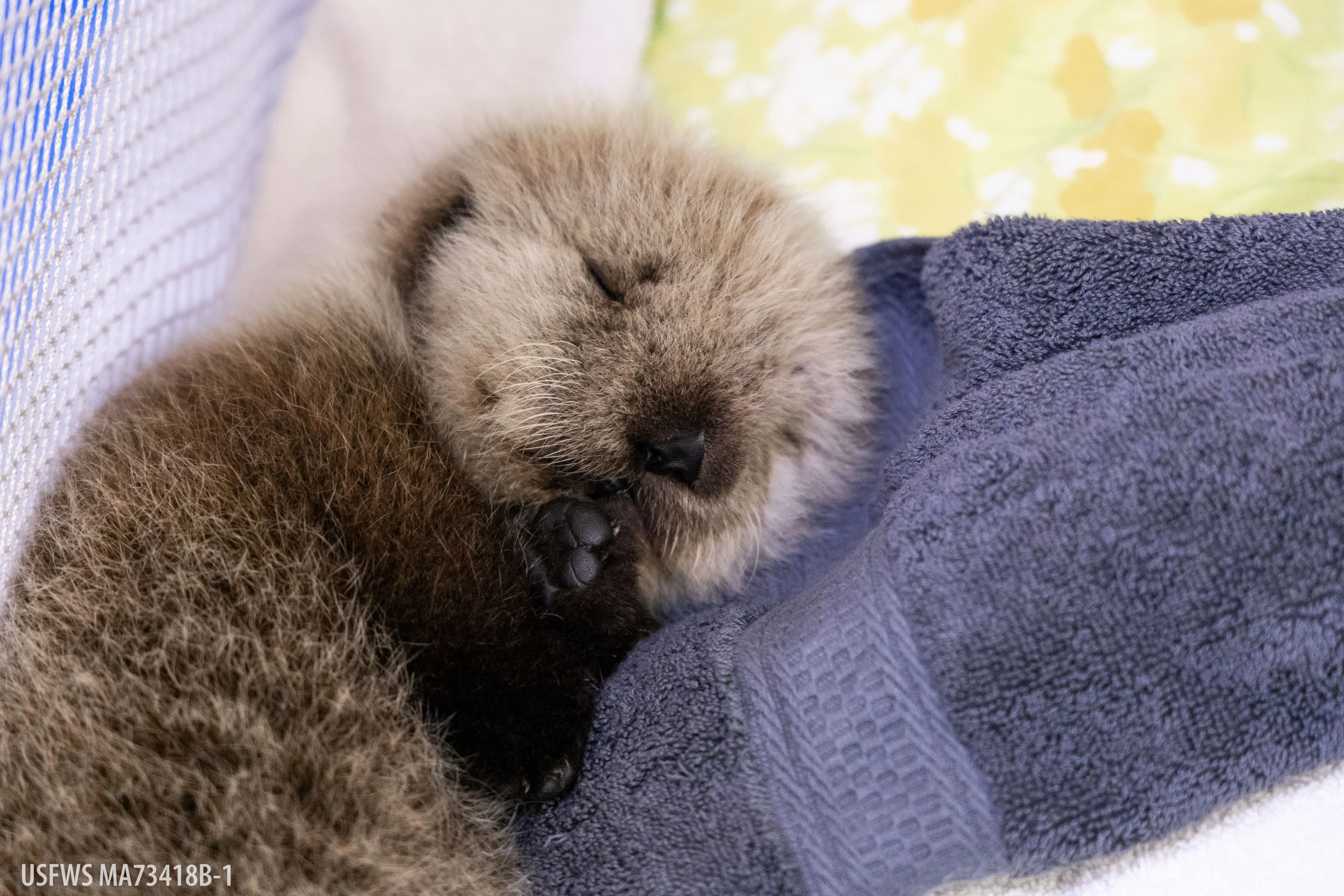 Rescued sea otter pup, Photo Credit to Kaiti Grant, Alaska SeaLife Center.