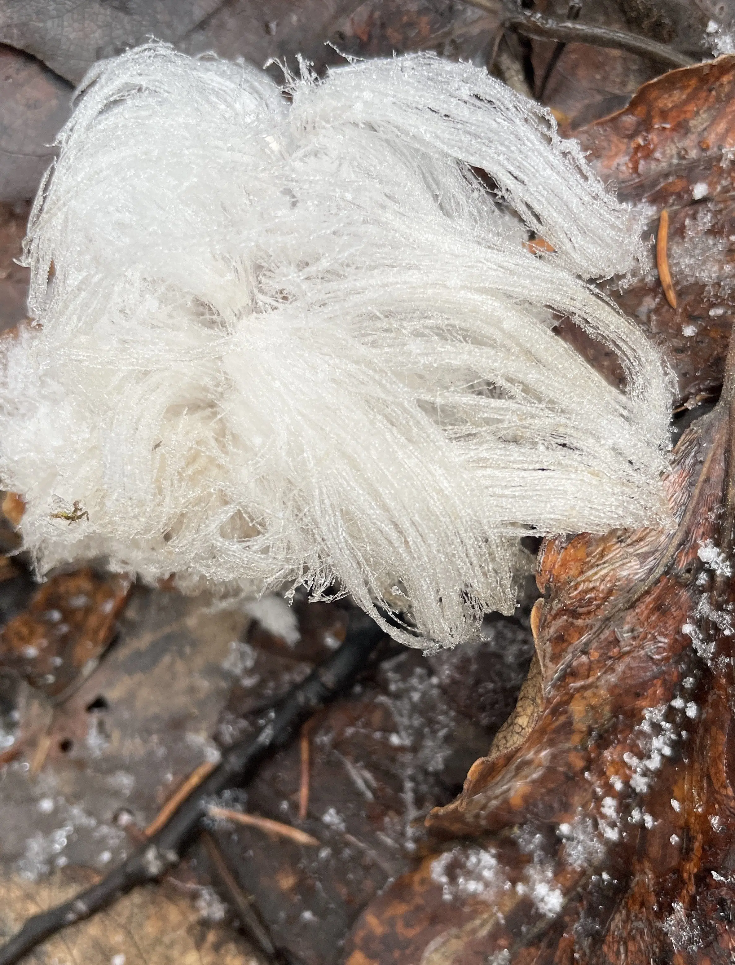 1. “Hair ice” grows from the forest floor in Fairbanks. Photo by Ned Rozell.