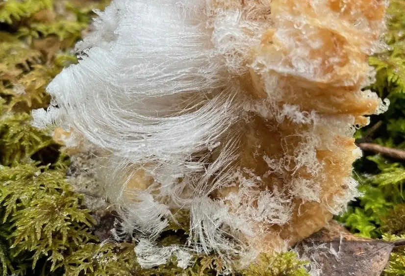 2. Chris Greenfield-Pastro noticed this “hair ice” on the forest floor during a recent walk in Fairbanks. Photo by Chris Greenfield-Pastro.