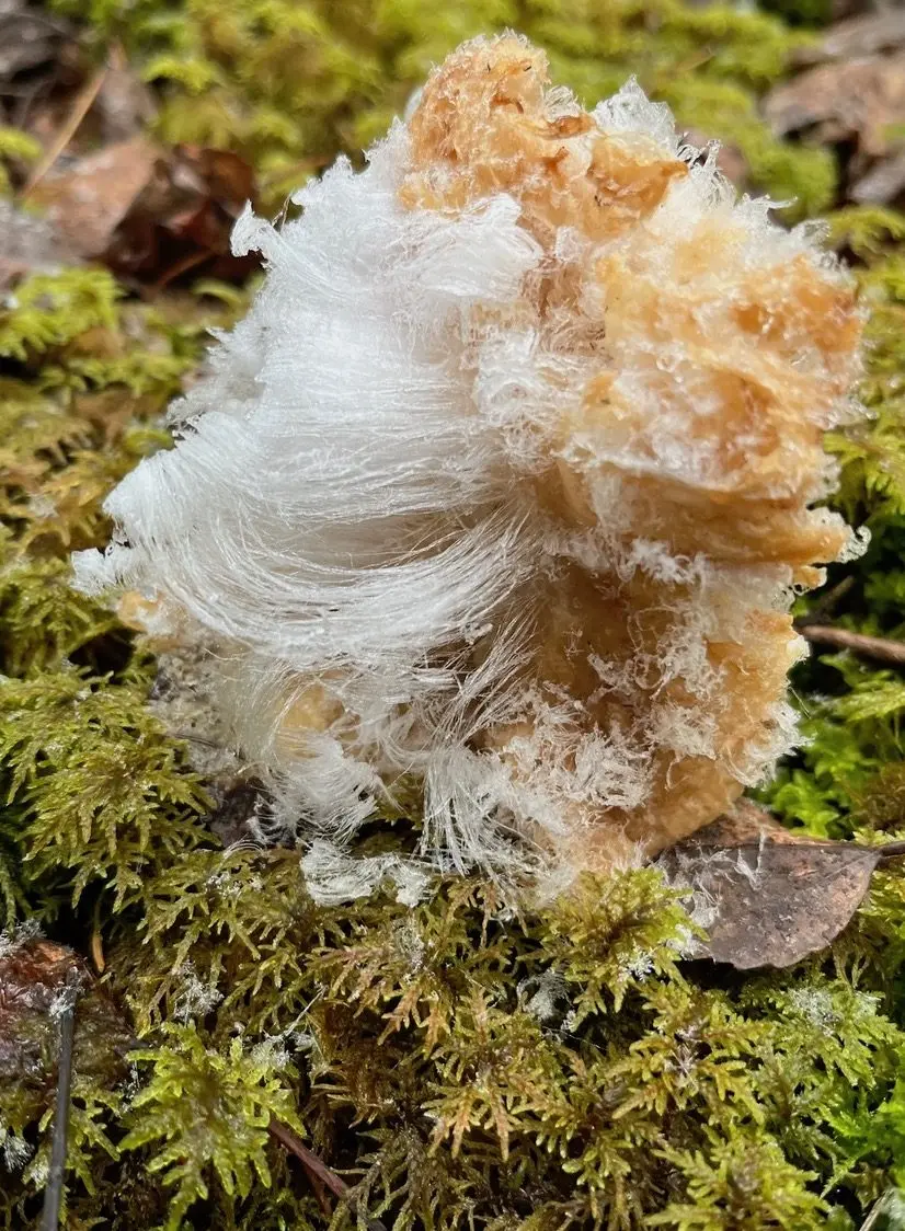 2. Chris Greenfield-Pastro noticed this “hair ice” on the forest floor during a recent walk in Fairbanks. Photo by Chris Greenfield-Pastro.