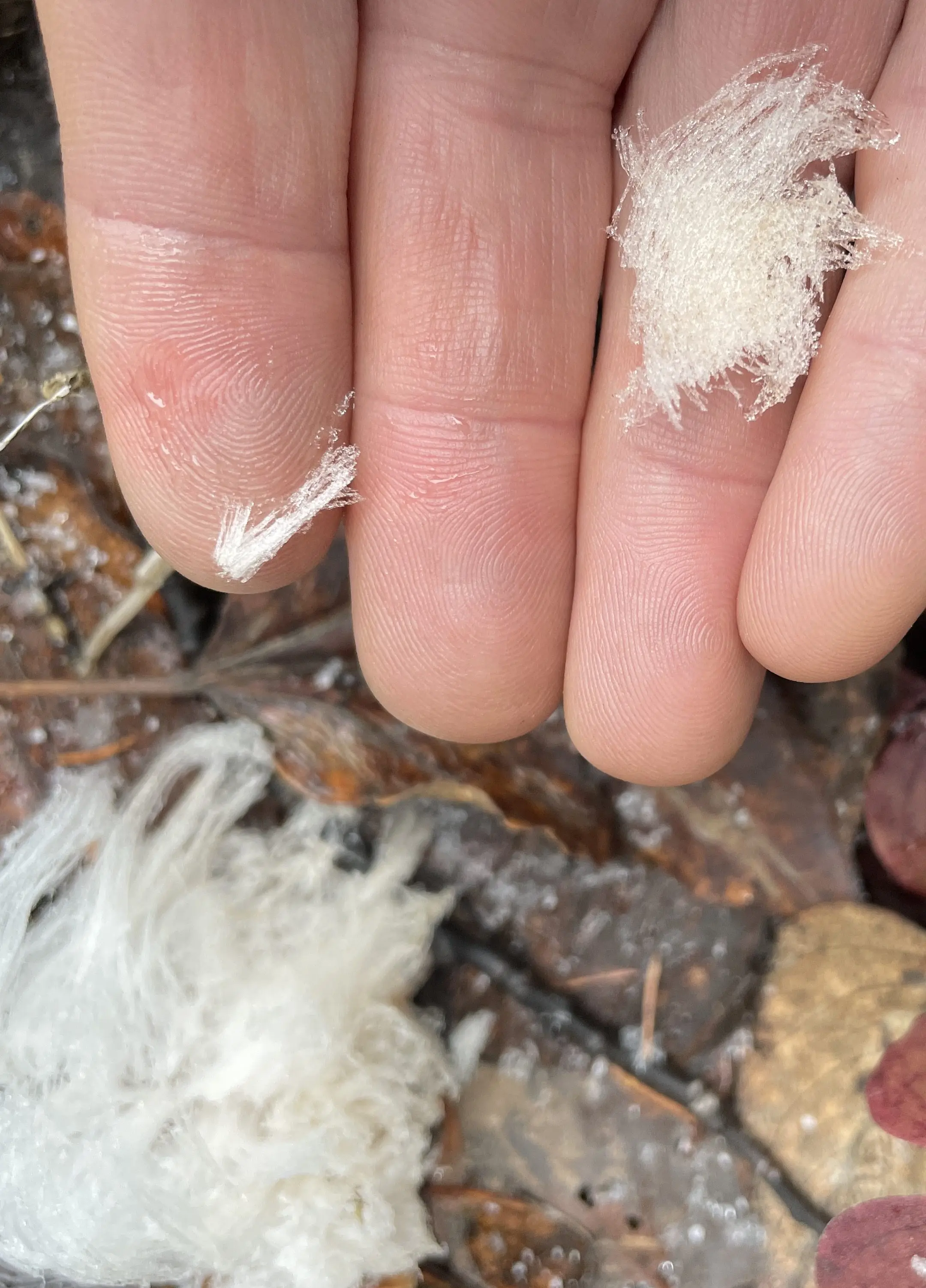 3. “Hair ice” melts once it comes in contact with a surface warmer than freezing. Photo by Ned Rozell.