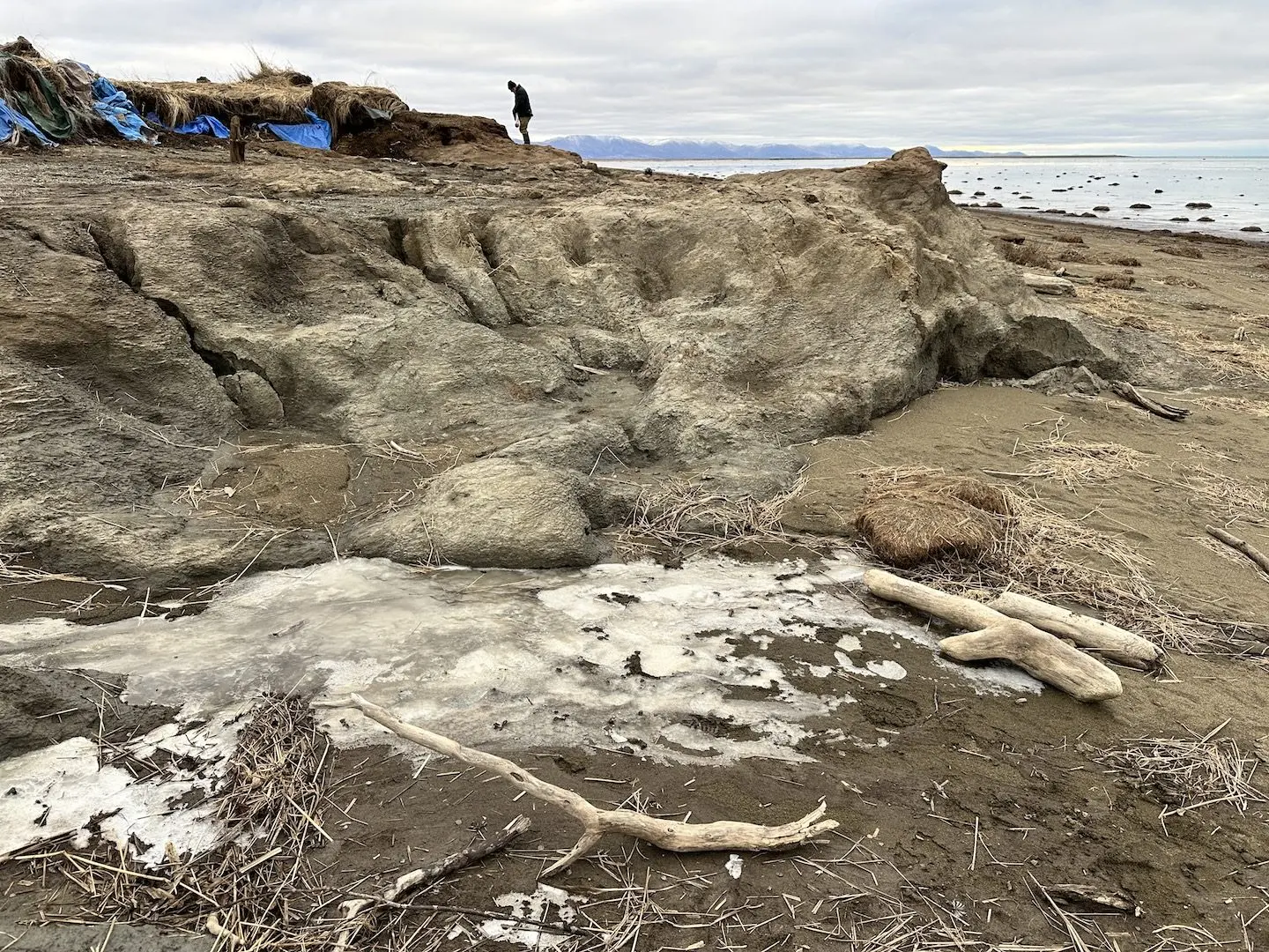 Blue tarps indicate the inland edge of the Nunalleq archaeology site, which the remnants of Typhoon Halong damaged. The site used to extend much farther towards the Bering Sea. Photo by Alice Bailey.