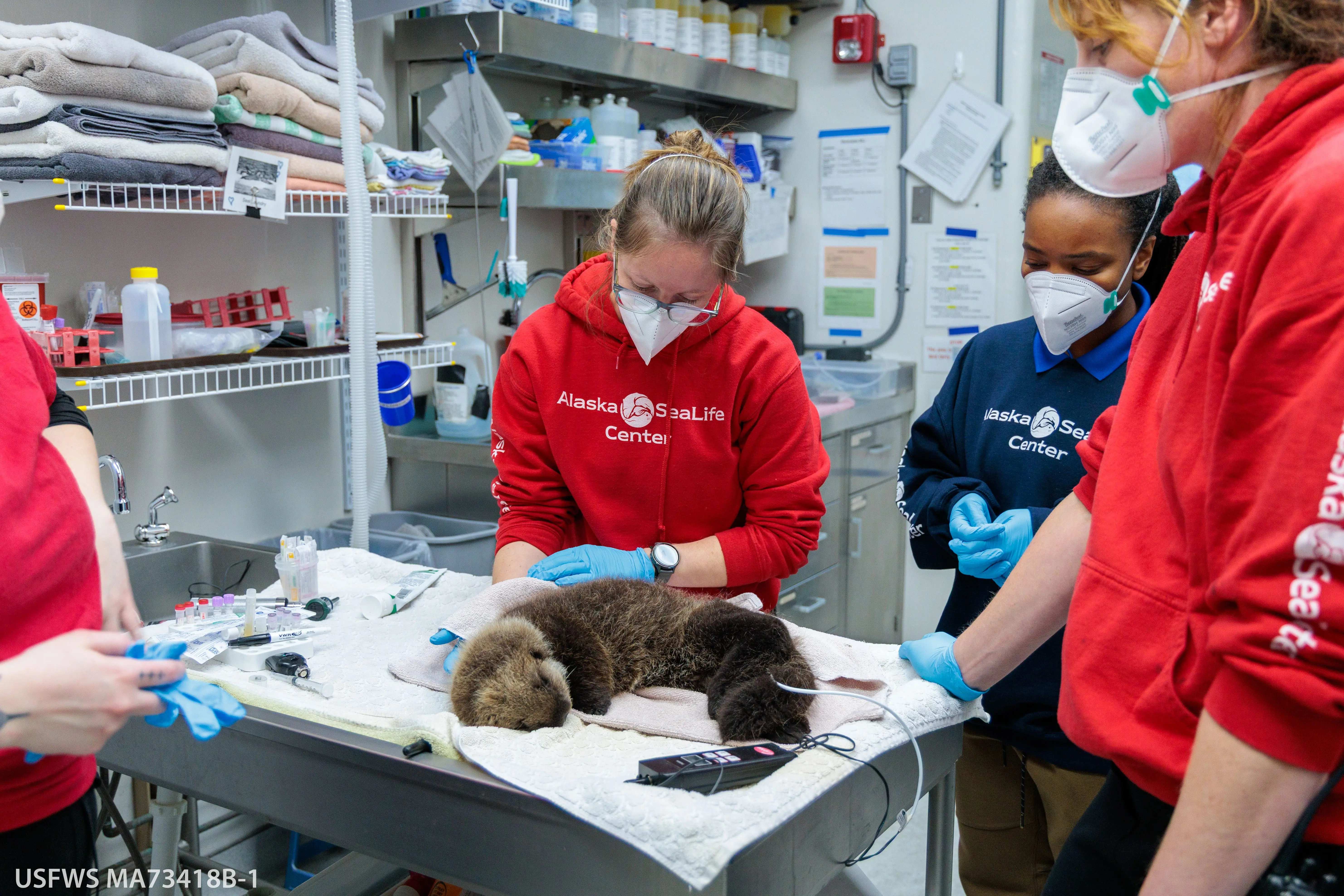 The Alaska SeaLife Center (ASLC) recently admitted two orphaned northern sea otter pups rescued from the Homer area within a two-week span. Nov 2025