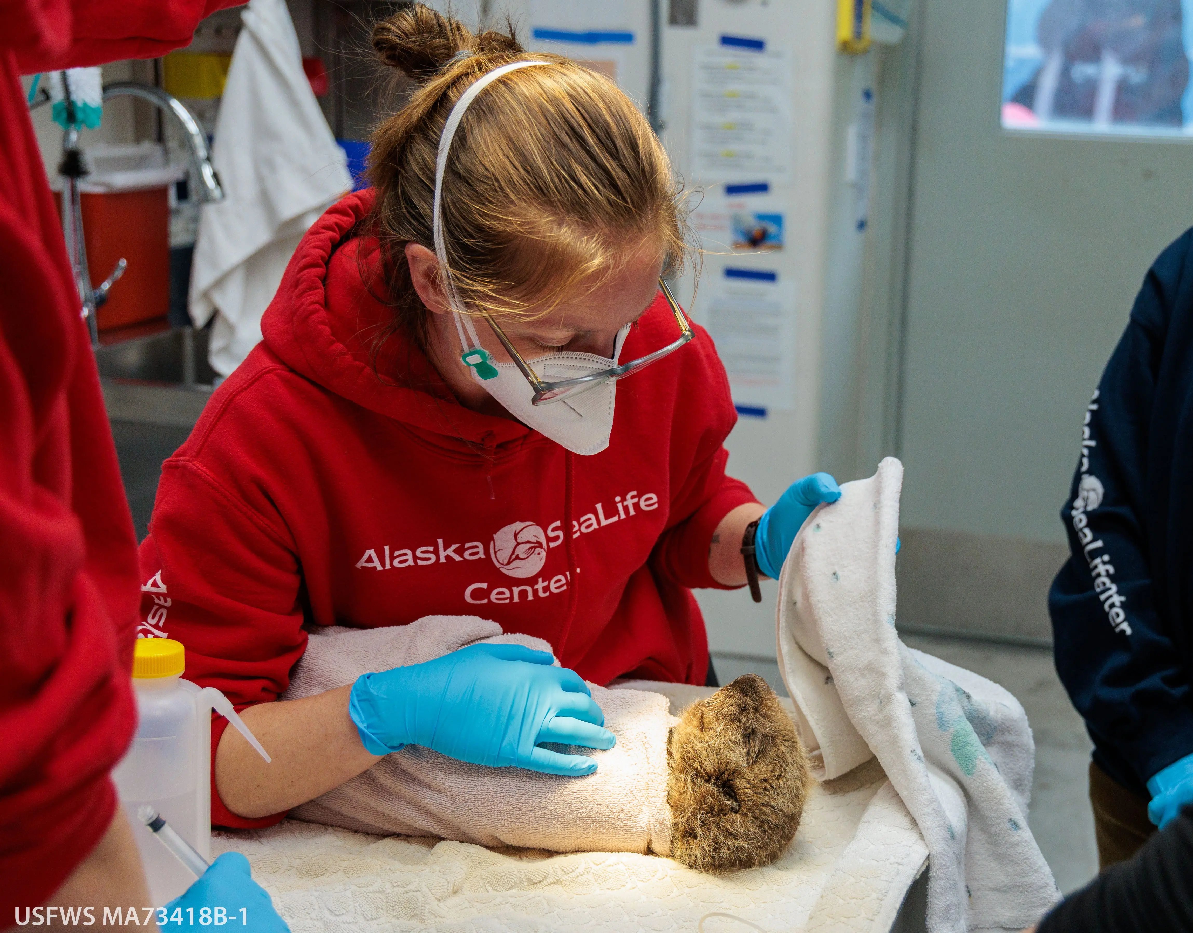The Alaska SeaLife Center (ASLC) recently admitted two orphaned northern sea otter pups rescued from the Homer area within a two-week span. Nov 2025