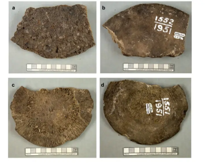 2. The late naturalist/explorer Otto Geist collected and labeled these fossils of whale vertebrae. Photo courtesy UA Museum of the North.