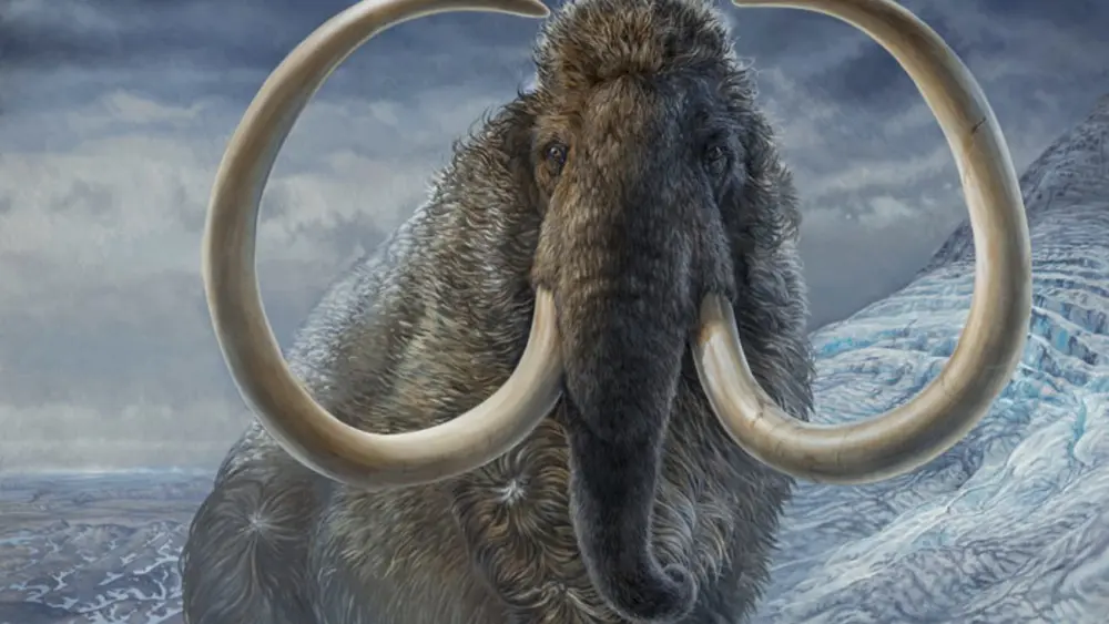 James Havens of Anchorage painted this image of a woolly mammoth that illustrated a cover of Science magazine in which appeared the work of UAF’s Matthew Wooller and his colleagues.