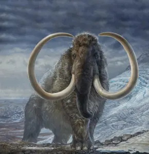 James Havens of Anchorage painted this image of a woolly mammoth that illustrated a cover of Science magazine in which appeared the work of UAF’s Matthew Wooller and his colleagues.