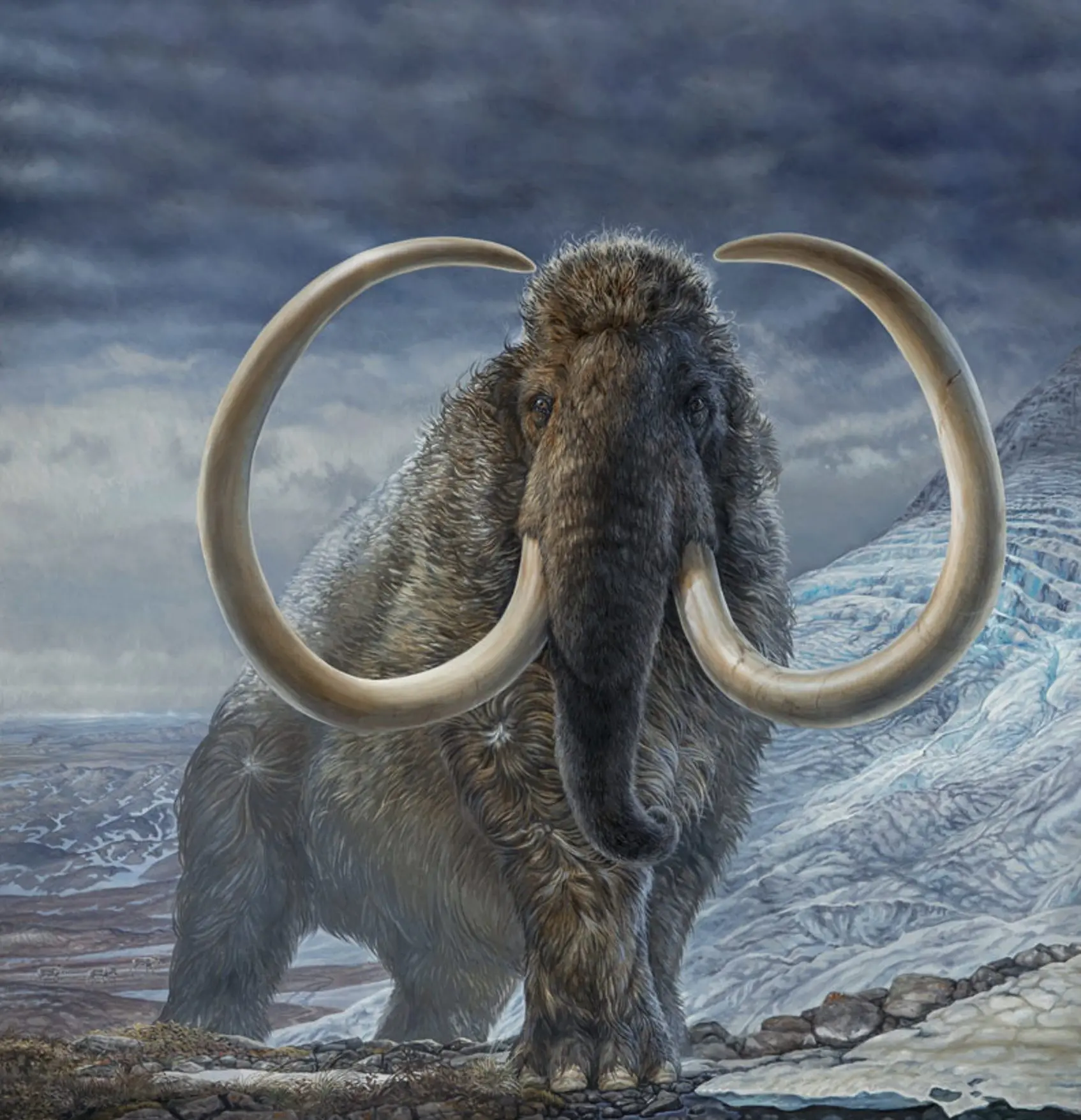 James Havens of Anchorage painted this image of a woolly mammoth that illustrated a cover of Science magazine in which appeared the work of UAF’s Matthew Wooller and his colleagues.