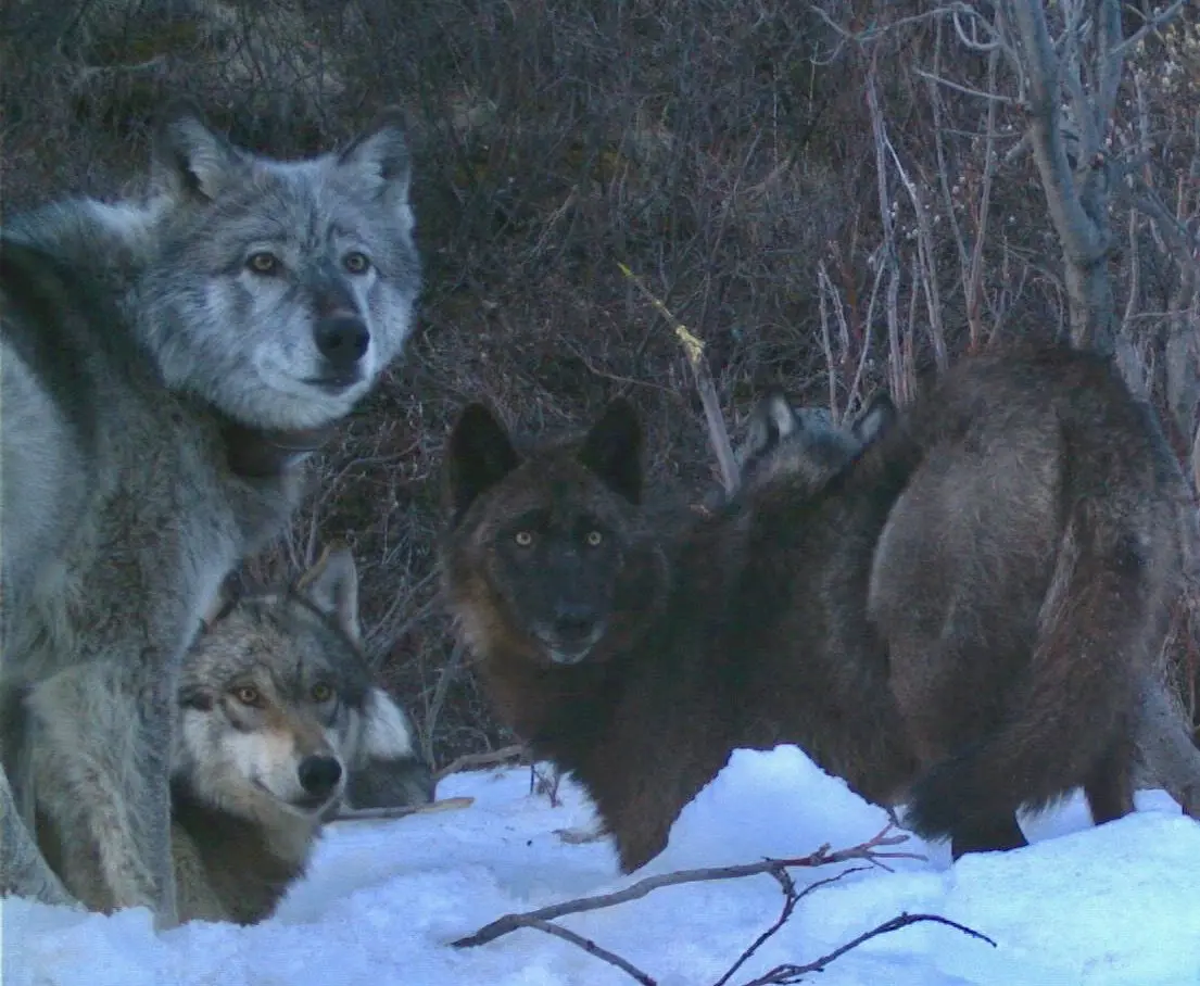 Four members of the Riley Creek wolf pack, including the matriarch, “Riley,” dig a moose carcass frozen from creek ice in May 2016. National Park Service trail camera photo.