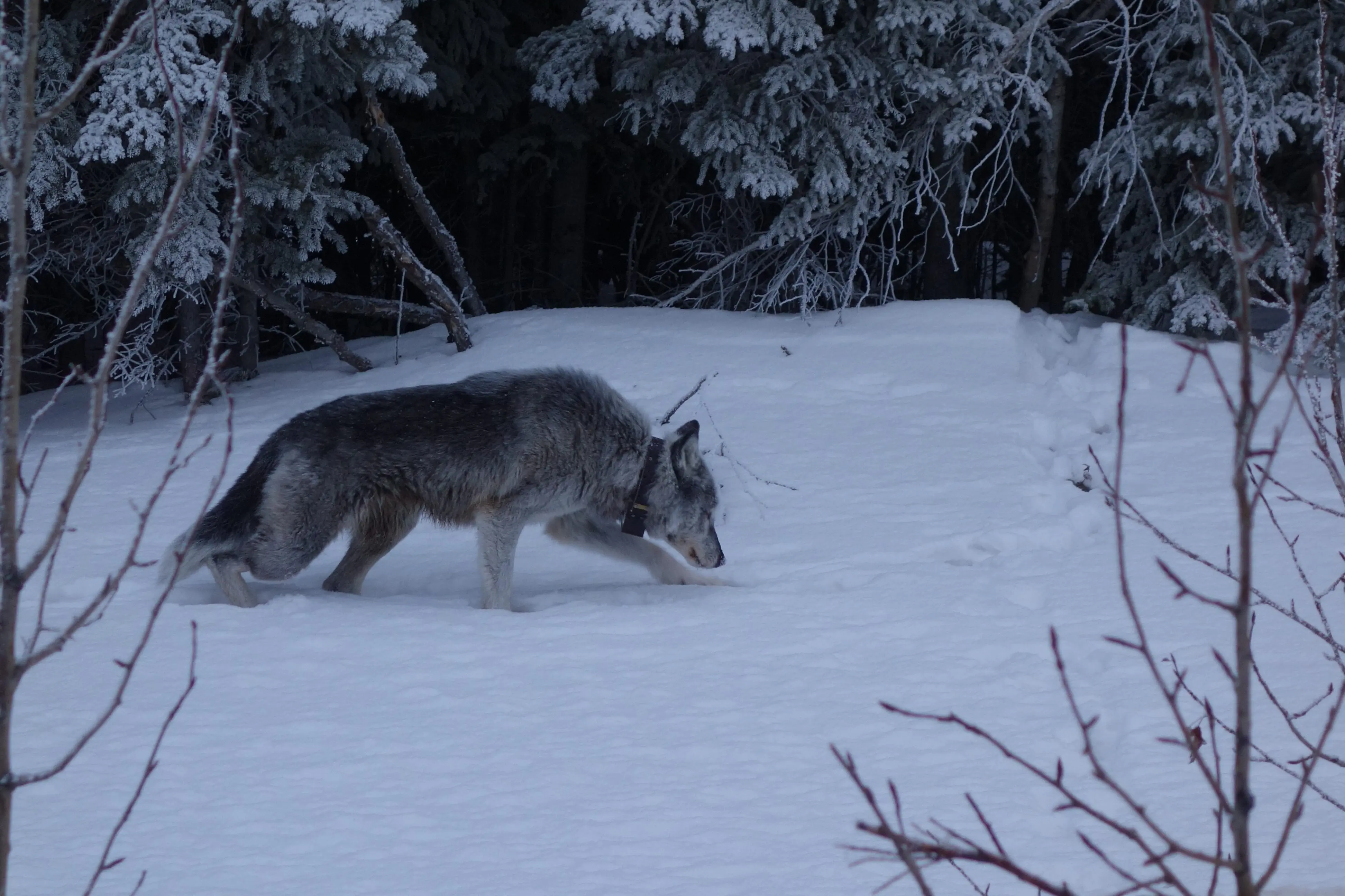 A 9-year-old female wolf with a satellite collar limps alongside the highway near Denali National Park in February, 2019. Photo by Ned Rozell.