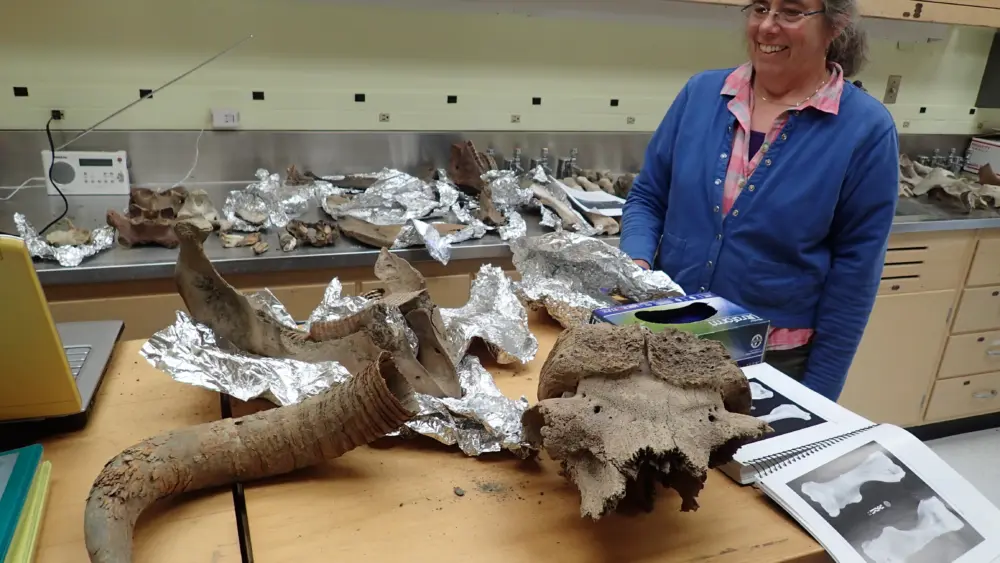 Pam Groves of the University of Alaska Fairbanks looks at bones of ancient creatures she has gathered over the years from northern rivers. The remains here include musk oxen, steppe bison and mammoth. Photo by Ned Rozell. 3 Attachments • Scanned by Gmail