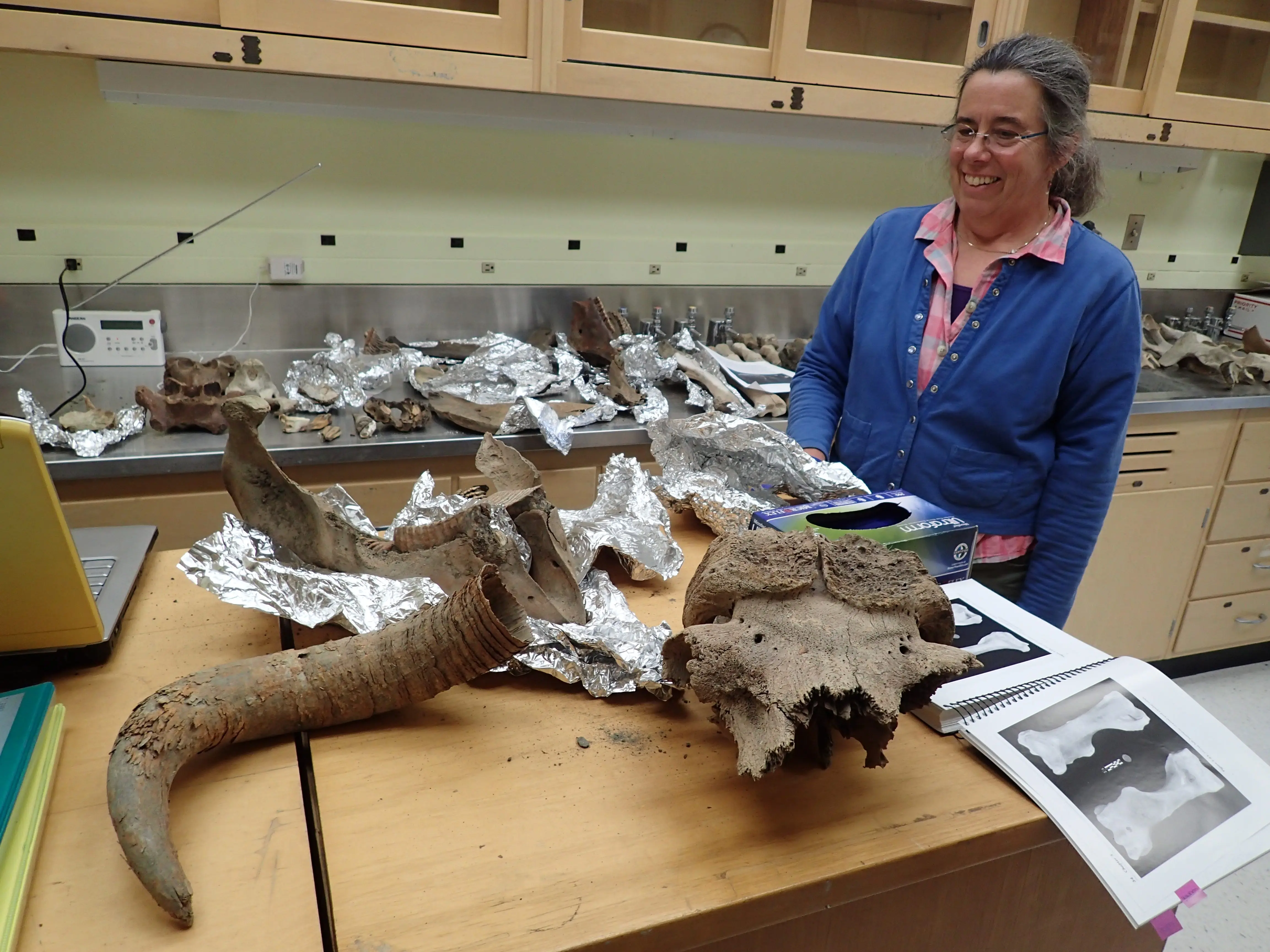 Pam Groves of the University of Alaska Fairbanks looks at bones of ancient creatures she has gathered over the years from northern rivers. The remains here include musk oxen, steppe bison and mammoth. Photo by Ned Rozell.

 3 Attachments
  •  Scanned by Gmail

