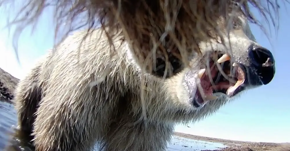 This image, made from a video taken from a grizzly bear's collar camera, shows two grizzly bears interacting on Alaska's North Slope. Image courtesy Ellery Vincent, Washington State University.
