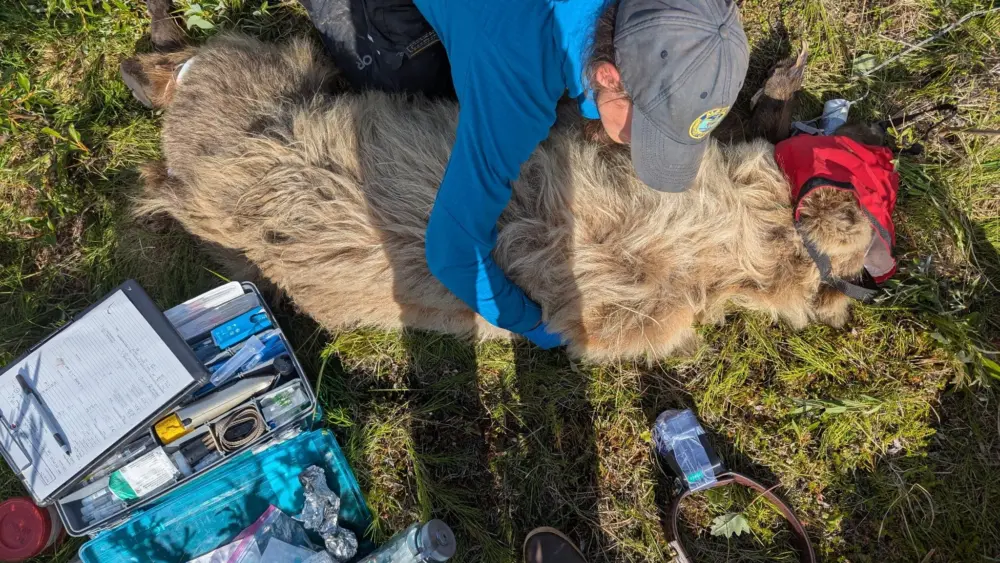 Biologist Jordan Pruszenski measures an anesthetized bear during May 2025. Biologists take measurements and samples before attaching a satellite/ video collar to the bear’s neck. Photo by Alaska Department of Fish and Game.
