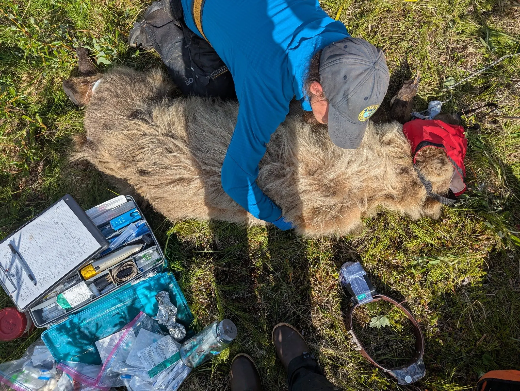Biologist Jordan Pruszenski measures an anesthetized bear during May 2025. Biologists take measurements and samples before attaching a satellite/ video collar to the bear’s neck. Photo by Alaska Department of Fish and Game.