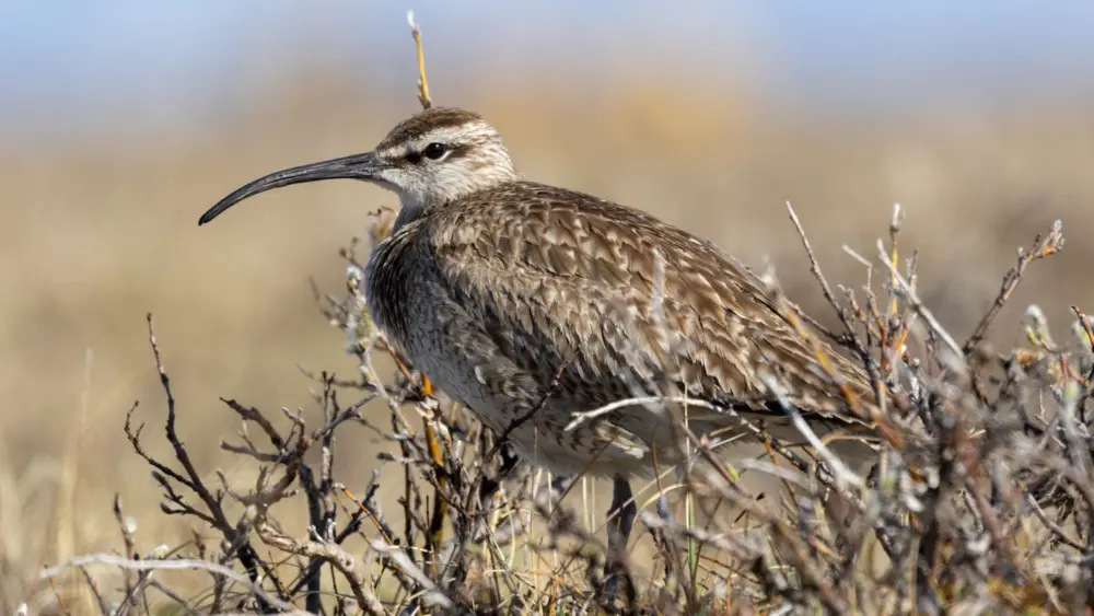 A whimbrel rests on a willow near the Jago River in summer 2024. Photo by Alan Kneidel.