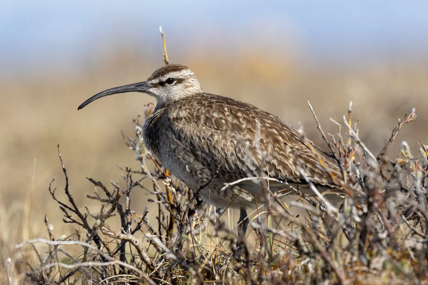 A whimbrel rests on a willow near the Jago River in summer 2024. Photo by Alan Kneidel.
