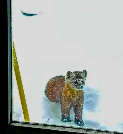 A marten visits the Fairbanks home of Tim Walker. Walker has seen the animal several times. Photo by Tim Walker.