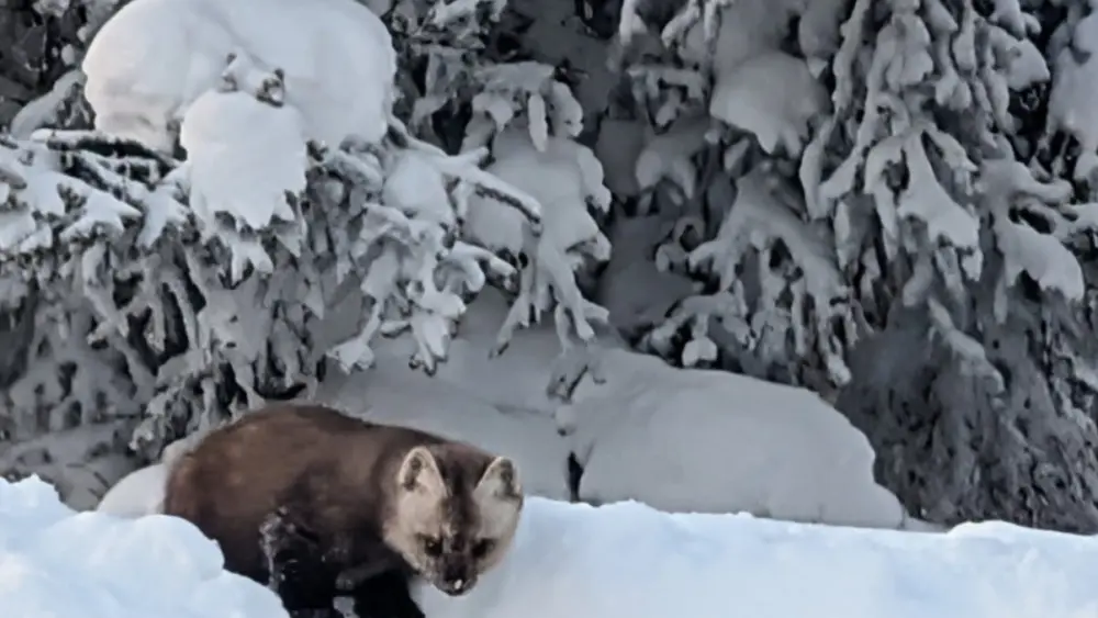 This marten visits a home on Ester Dome west of Fairbanks. Its feet are more than twice as large as an equal-size mink’s. Those big furry feet are possibly an adaptation for deep snow. Photo by Zane Nicholson.