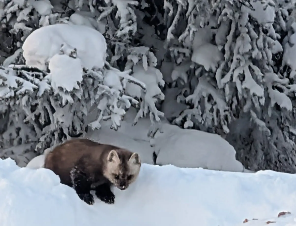 This marten visits a home on Ester Dome west of Fairbanks. Its feet are more than twice as large as an equal-size mink’s. Those big furry feet are possibly an adaptation for deep snow. Photo by Zane Nicholson.