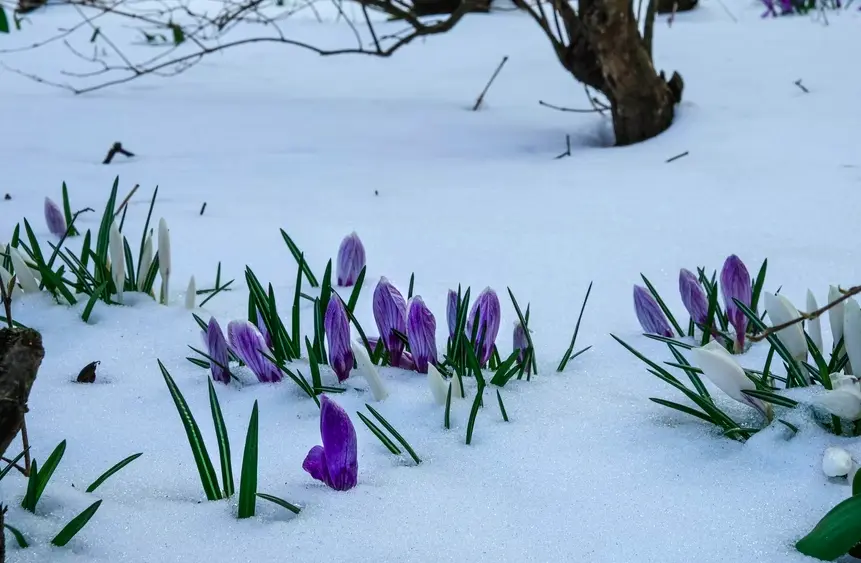 Crocus in the snow