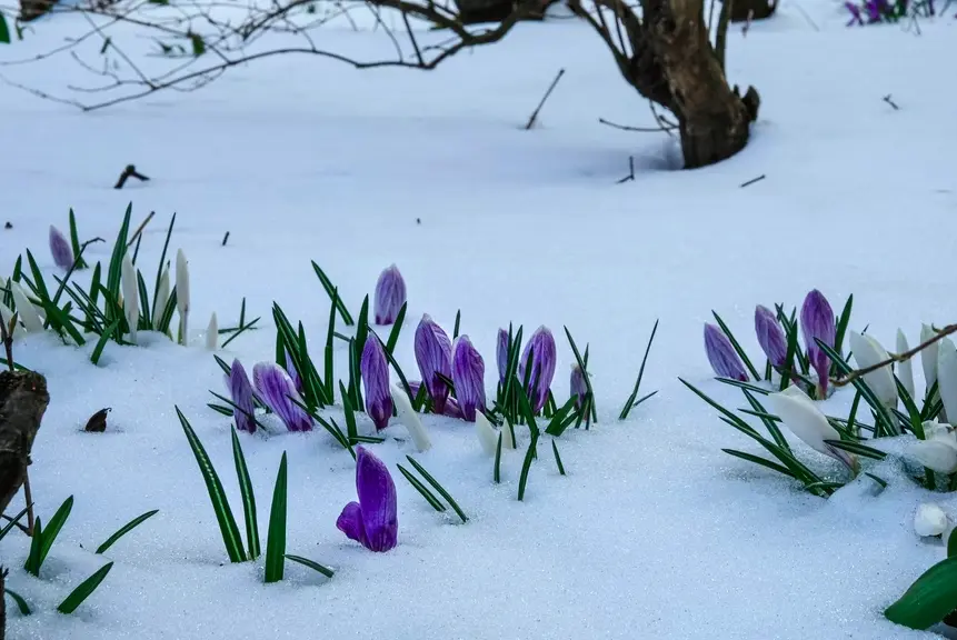 Crocus in the snow