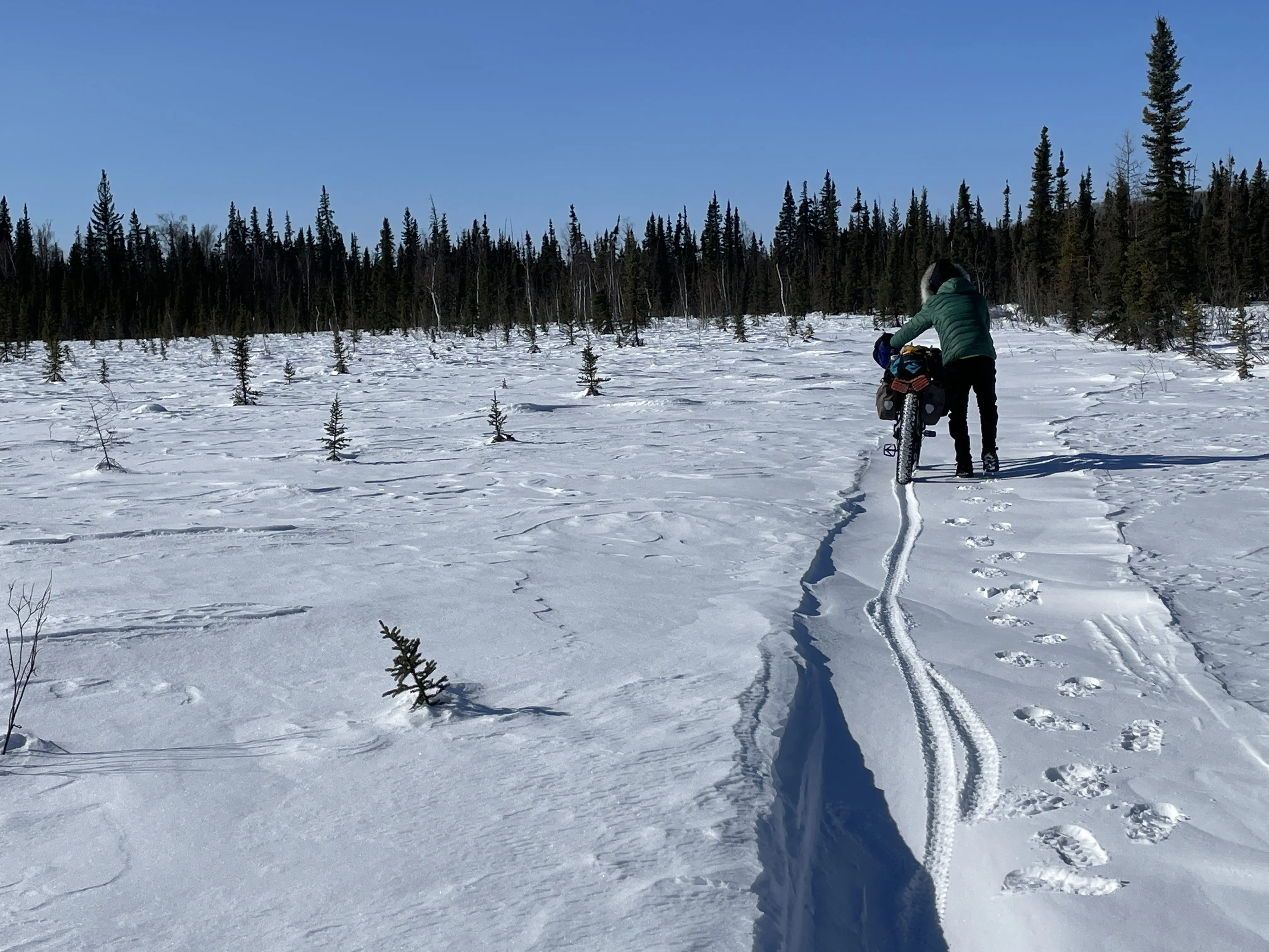 Forest Wagner pushes his fat bike on a drifted-in section of trail in Minto Flats National Wildlife Refuge on March 25, 2026. Photo by Ned Rozell.