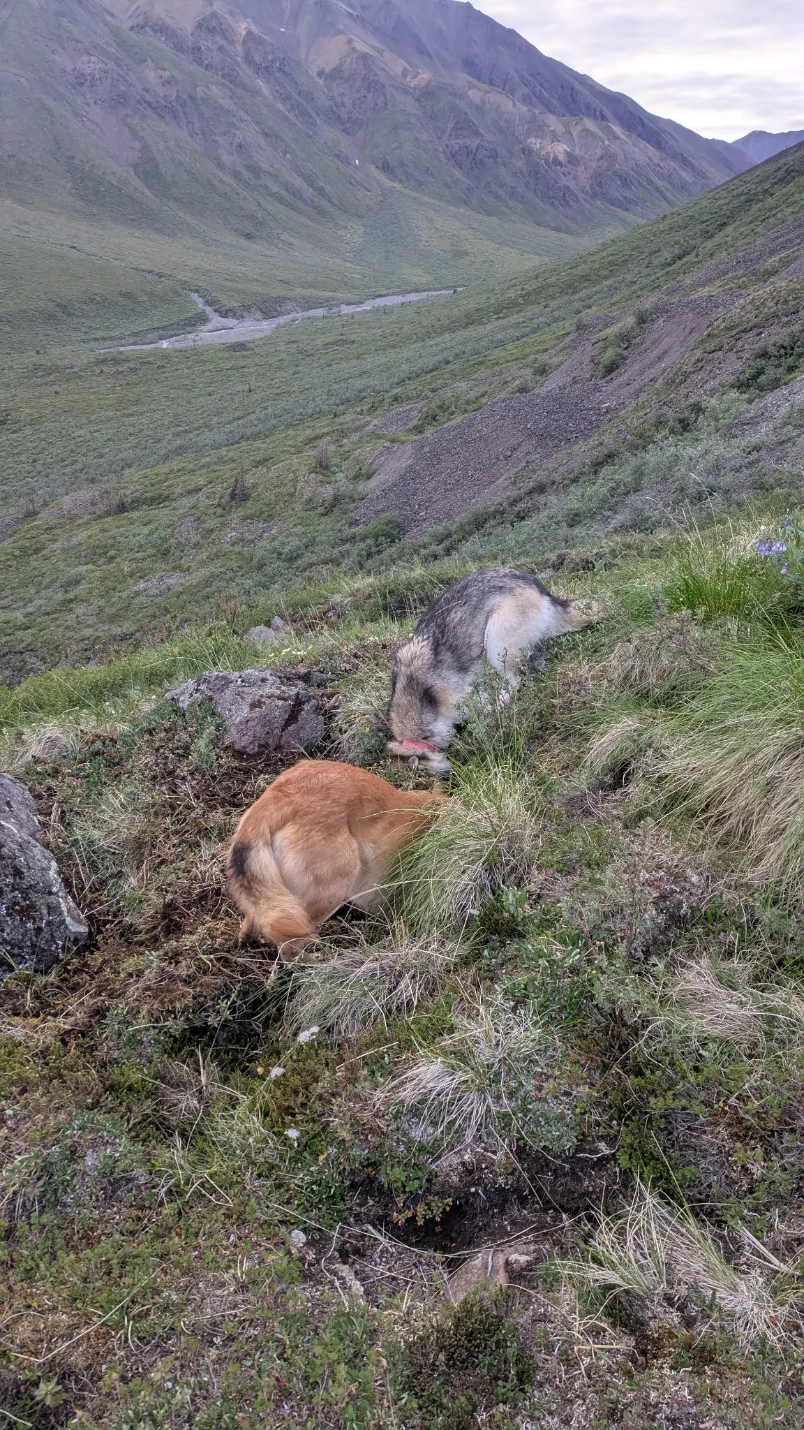 Friday and Rebel stick their snouts deep into pika burrows. Photo by Aaron Wilbur.