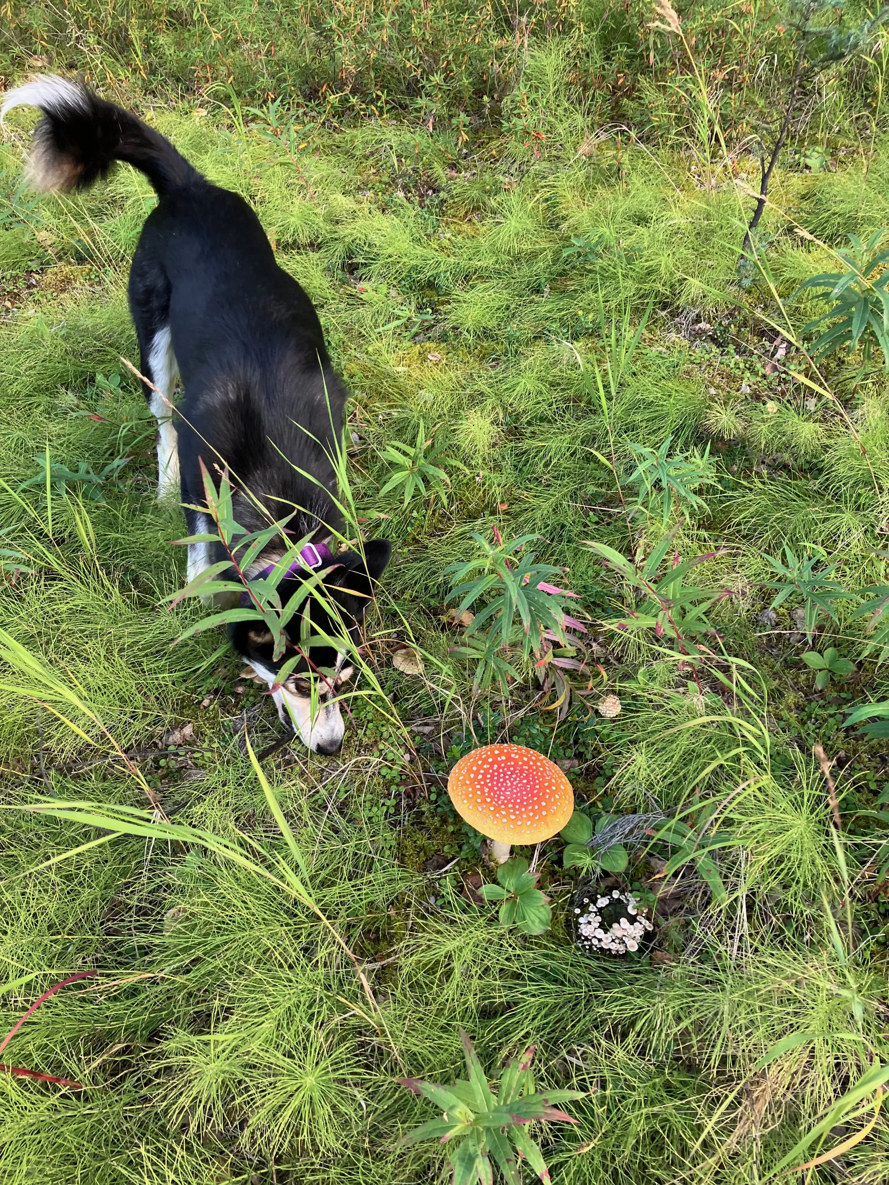 Merlin uses his nose to find a stick near an Amanita muscaria mushroom. Photo by Owen Larson.