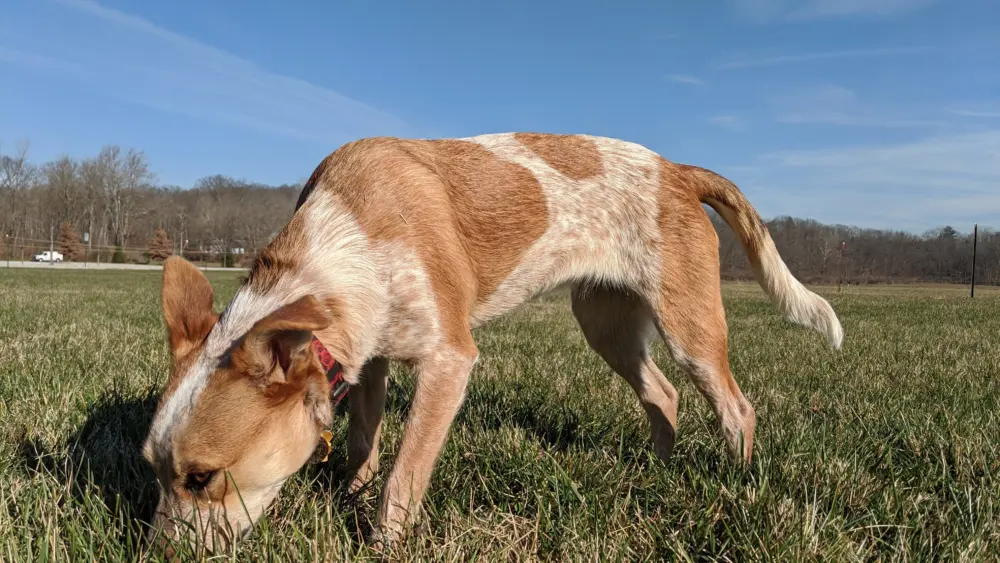 Ruby takes a deep inhale of some fresh green grass. Photo by Owen Larson.