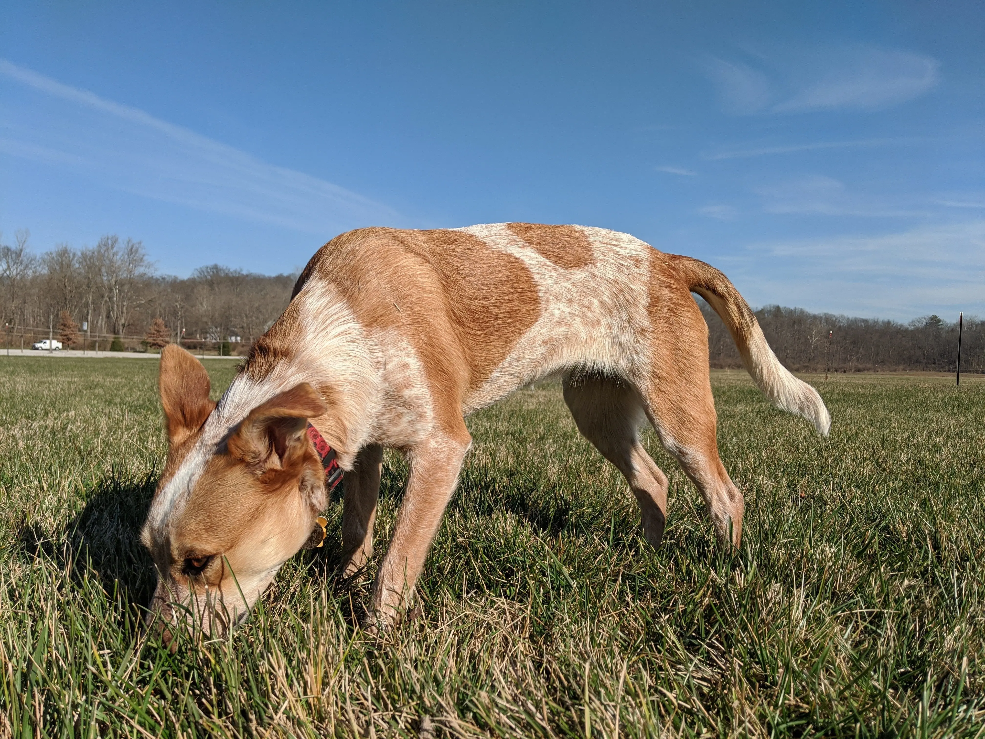 Ruby takes a deep inhale of some fresh green grass. Photo by Owen Larson.

