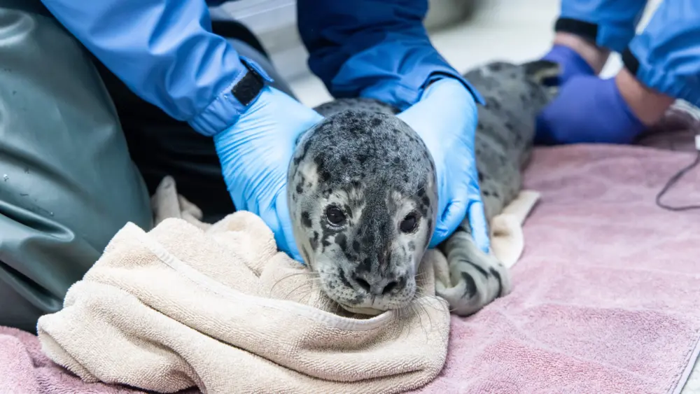 Harbor Seal at the Alaska SeaLife Center.