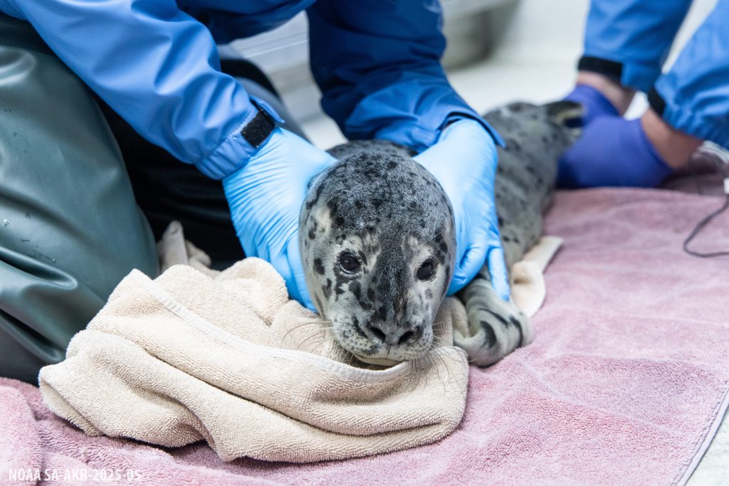 Alaska SeaLife Center Admits First Harbor Seal Patient of the 2026 Season