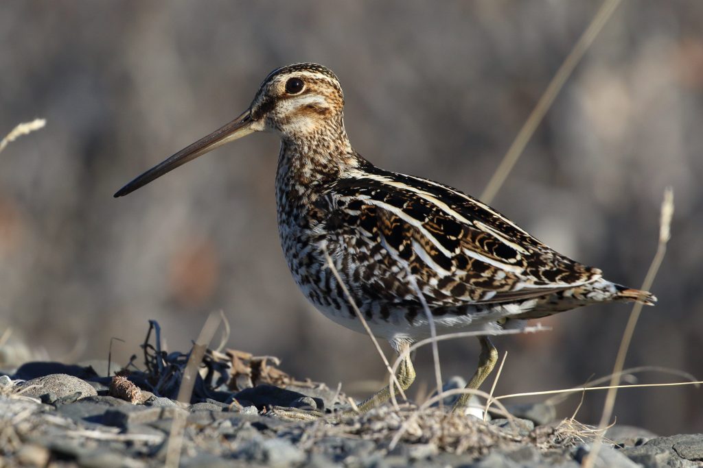 A bird and a puzzling sound lead to discovery