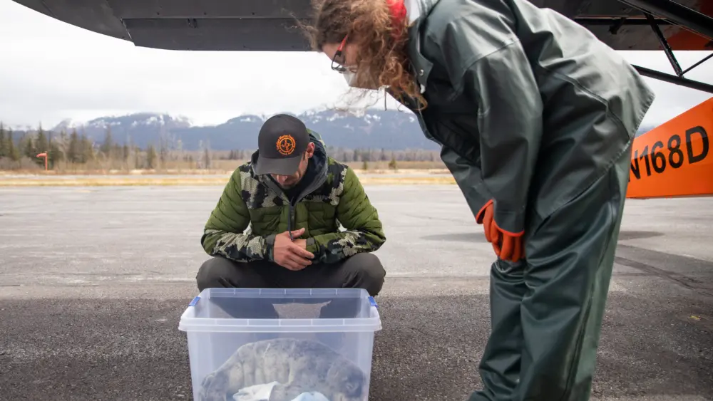 Alaska SeaLife Center Admits Two Harbor Seal Pups from Cordova, Alaska With Help of Local Volunteer Pilot