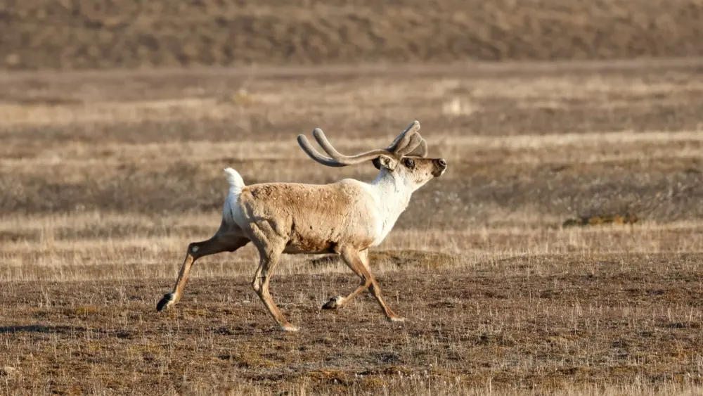 A caribou runs in the Arctic National Wildlife Refuge. Photo by Alan Kneidel