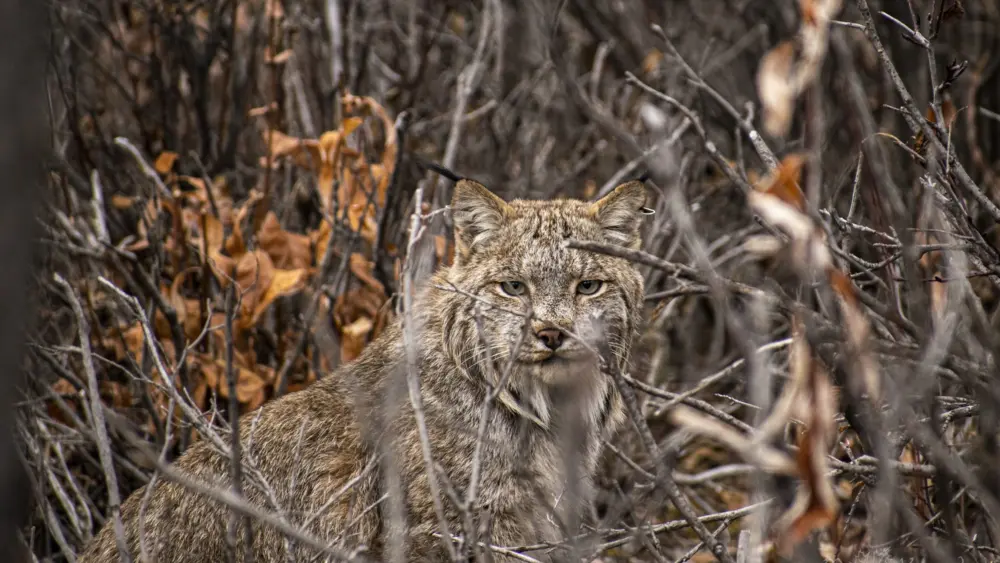 An adult lynx peers through fall leaves. Photo by Matt Kynoch