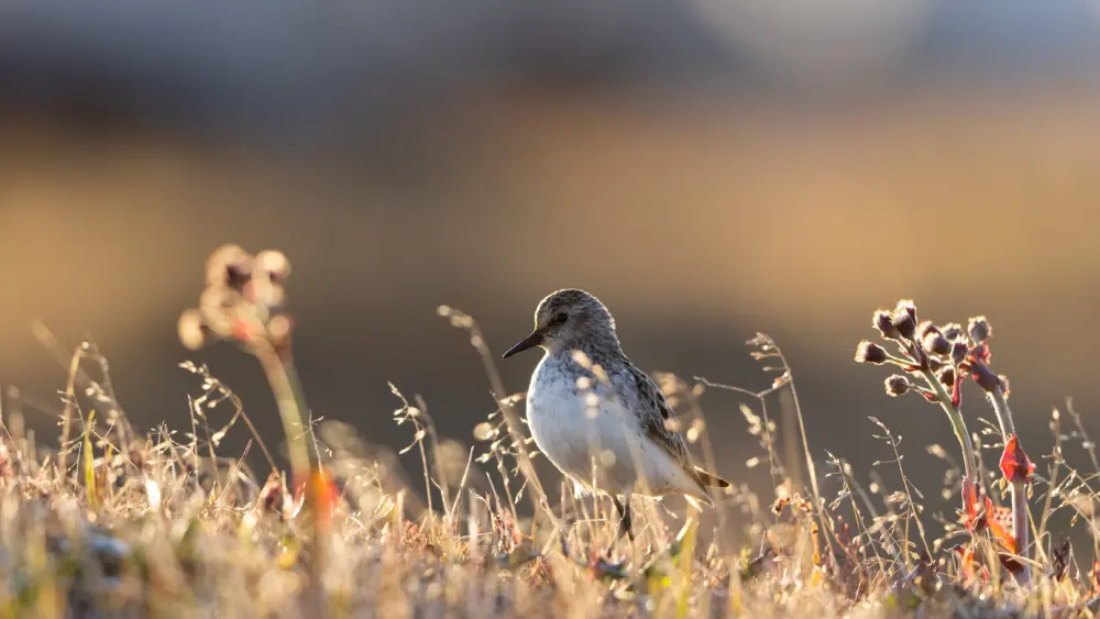 An adult semipalmated sandpiper in breeding plumage stands on the Arctic tundra. Photo by Lisa Hupp, U.S. Fish and Wildlife Service