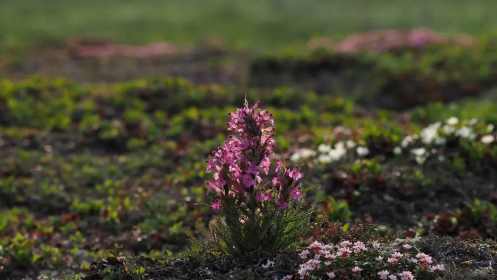 Woolly lousewort blooms tower over shorter tundra plants in the northern foothills of the Brooks Range in Arctic Alaska. Photo by Jonathan Carcache