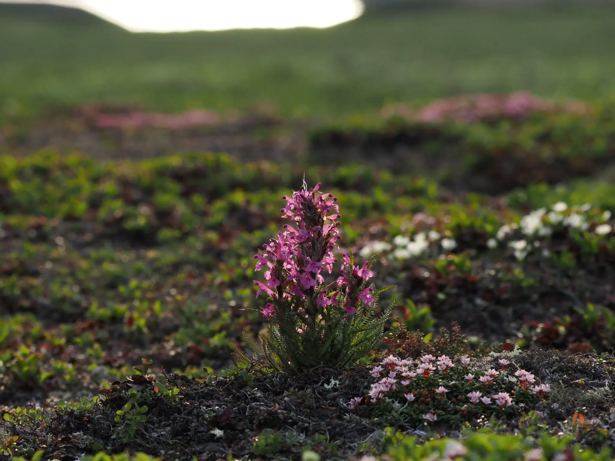 Woolly lousewort blooms tower over shorter tundra plants in the northern foothills of the Brooks Range in Arctic Alaska. Photo by Jonathan Carcache