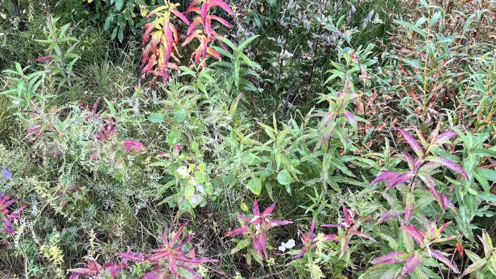 Fireweed in various states of color change is accompanied by mostly green willow and other late-summer plants in this Sept. 3, 2026, photo from Goldstream Valley. Photo by Sara Wilbur