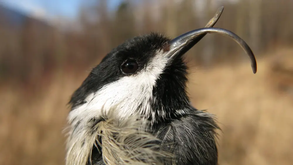 AKD: A black-capped chickadee displays a severely deformed beak due to avian keratin disorder. Photo by Rachel M. Richardson