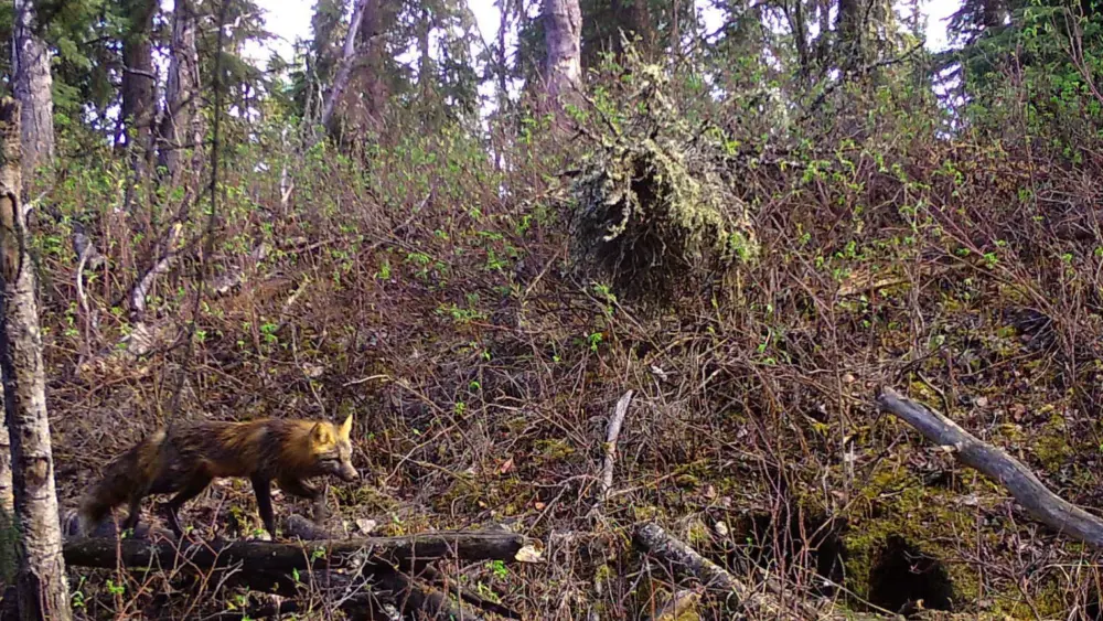 Female red fox: A female red fox approaches a den in the woods near Fairbanks in 2019. Photo by Ned Rozell