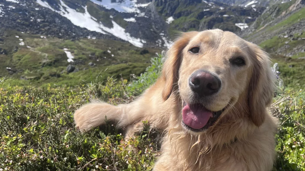 This is my hiking buddy Piper, we spent the day hiking in Hatcher Pass. Submitted by Amy Lynch