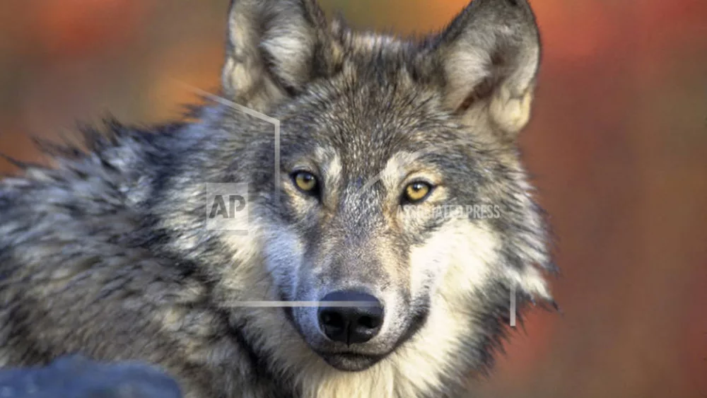 wolf-hunt-lawsuit