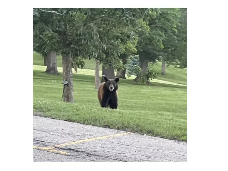 BEAR AT CLARKE
