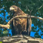 05maydamm-mark-hawk-1