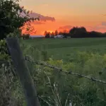 08augstewart-patricia-allen-galena