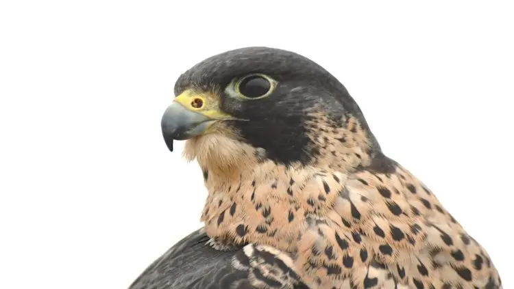 peregrine-falcons