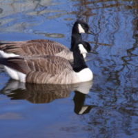 geese-200x200478887-1